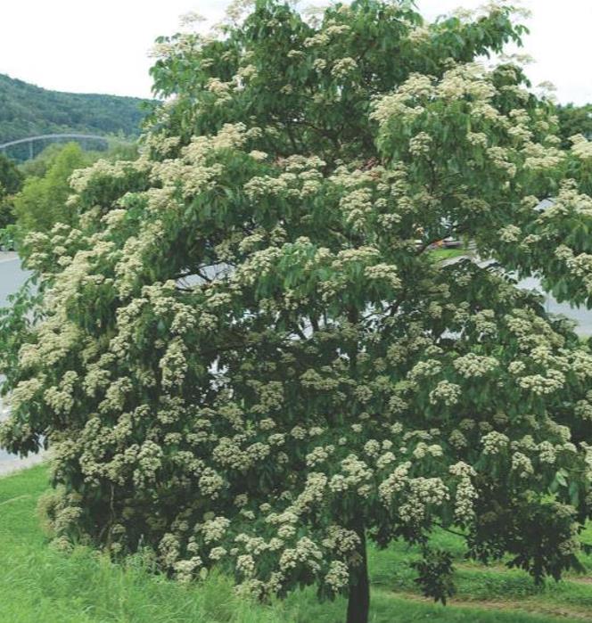 Tetradium danielli (Euodia hupehensis) - Árvore Abelha, Bee-Bee Tree, Árvore do Mel, Evodia - Imagem 6