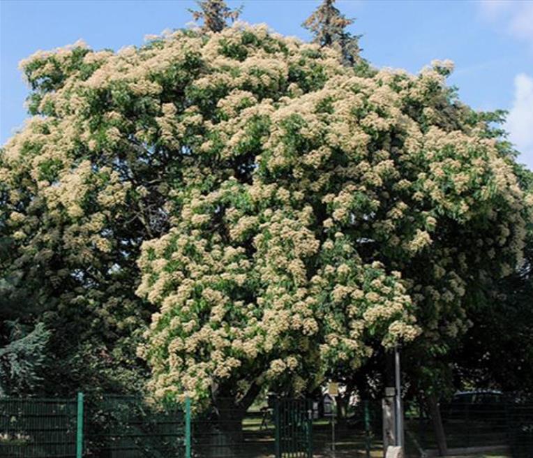 Tetradium danielli (Euodia hupehensis) - Árvore Abelha, Bee-Bee Tree, Árvore do Mel, Evodia - Imagem 7