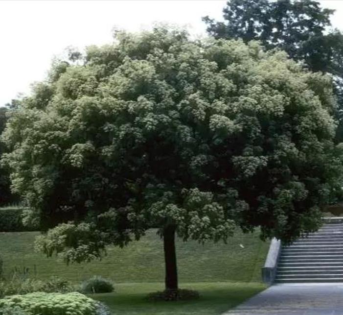 Tetradium danielli (Euodia hupehensis) - Árvore Abelha, Bee-Bee Tree, Árvore do Mel, Evodia - Imagem 8