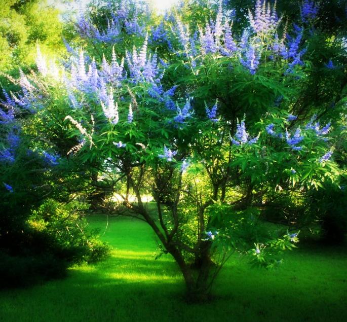 Vitex agnus-castus - Árvore da Castidade, Flor da Castidade, Vitex Agno-Casto