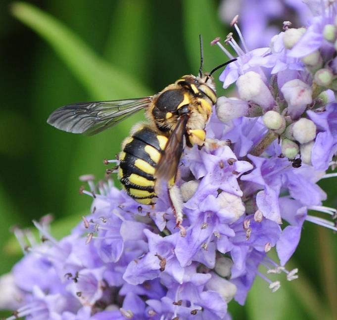 Vitex agnus-castus - Árvore da Castidade, Flor da Castidade, Vitex Agno-Casto - Imagem 2
