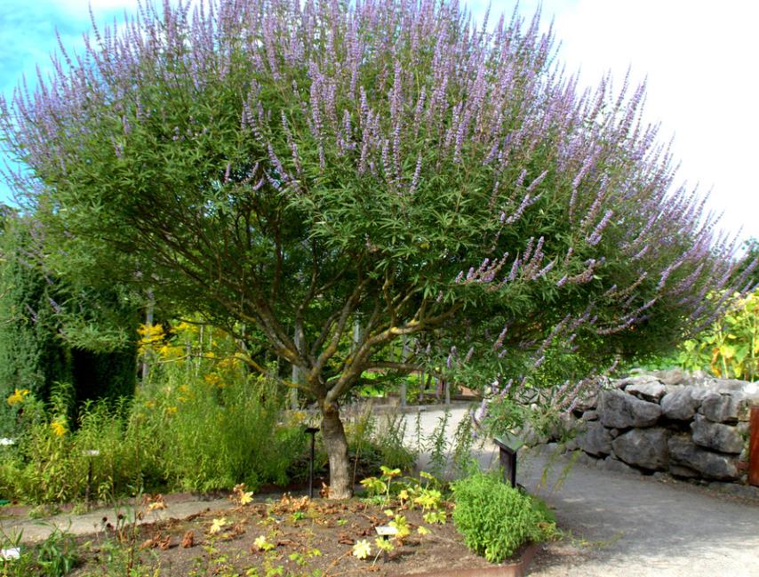 Vitex agnus-castus - Árvore da Castidade, Flor da Castidade, Vitex Agno-Casto - Imagem 5