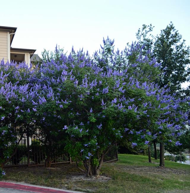 Vitex agnus-castus - Árvore da Castidade, Flor da Castidade, Vitex Agno-Casto - Imagem 6