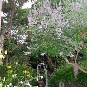 Vitex negundo - Árvore da Castidade de 5 Folhas, Nirgundi, Huang Ping