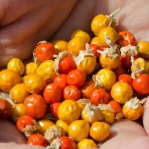 Withania Somnifera - Ashwagandha, Ginseng Indiano, Cereja de Inverno