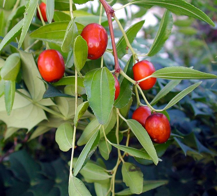 Ziziphus jujuba - Jujuba Chinesa, Jujubeira, Tâmara Vermelha, Tâmara Chinesa - Imagem 2