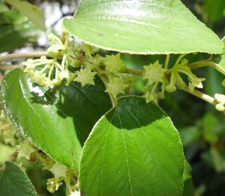 Ziziphus jujuba - Jujuba Chinesa, Jujubeira, Tâmara Vermelha, Tâmara Chinesa - Imagem 4