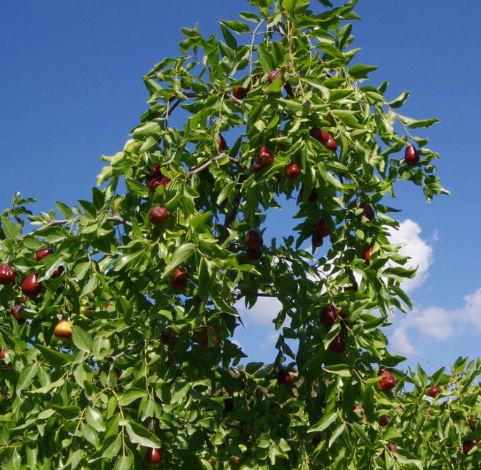 Ziziphus jujuba - Jujuba Chinesa, Jujubeira, Tâmara Vermelha, Tâmara Chinesa - Imagem 7