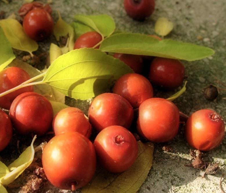 Ziziphus jujuba - Jujuba Chinesa, Jujubeira, Tâmara Vermelha, Tâmara Chinesa - Imagem 8