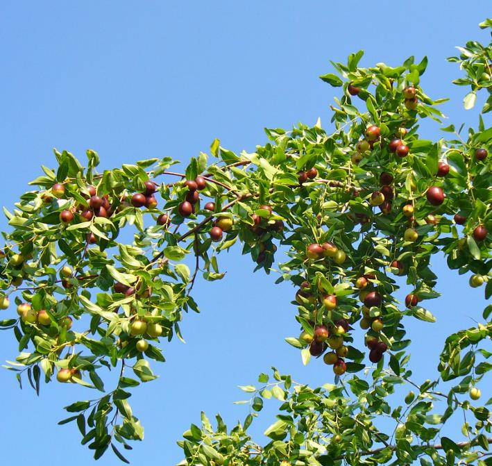 Ziziphus jujuba - Jujuba Chinesa, Jujubeira, Tâmara Vermelha, Tâmara Chinesa - Imagem 9