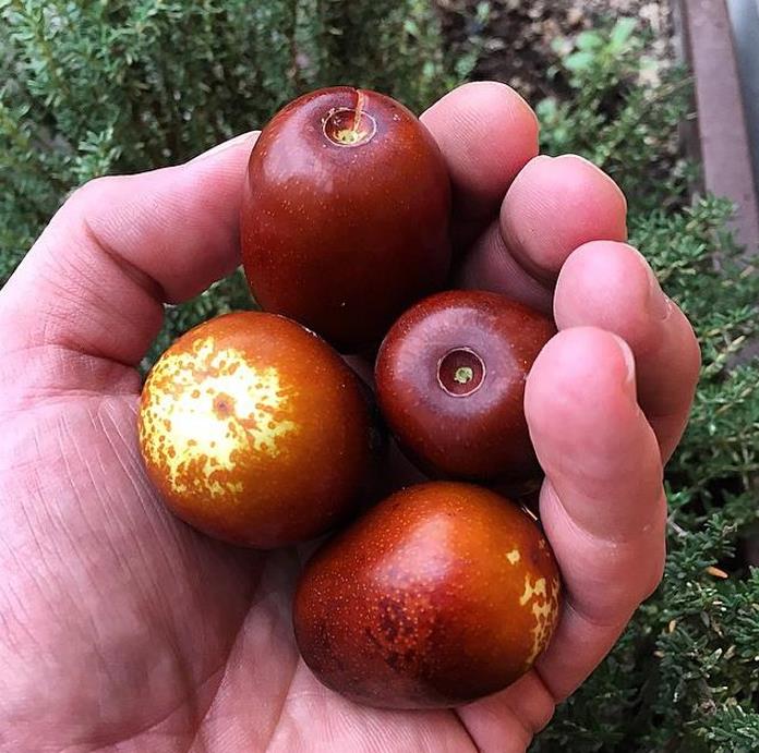 Ziziphus jujuba - Jujuba Chinesa, Jujubeira, Tâmara Vermelha, Tâmara Chinesa