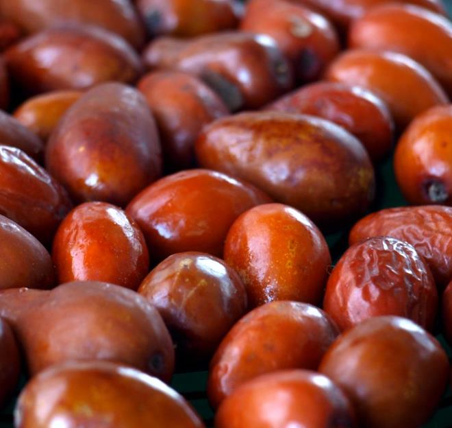 Ziziphus jujuba - Jujuba Chinesa, Jujubeira, Tâmara Vermelha, Tâmara Chinesa - Imagem 11