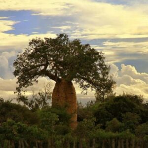 Adansonia perrieri - Baobá Perrieri, Baobá de Madagascar
