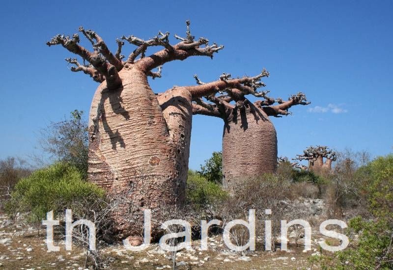 Adansonia rubrostipa - Baobá fony - Imagem 2