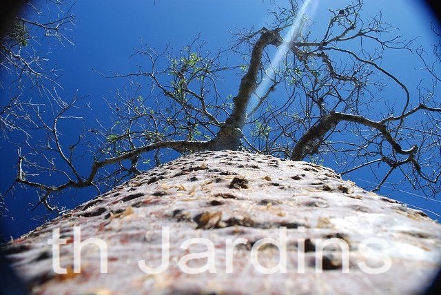 Adansonia rubrostipa - Baobá fony - Imagem 4