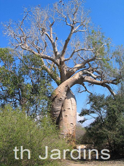 Adansonia rubrostipa - Baobá fony - Imagem 6