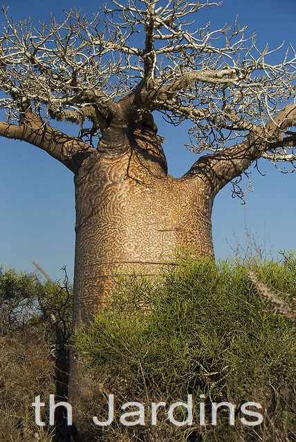 Adansonia rubrostipa - Baobá fony - Imagem 7
