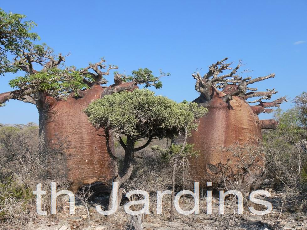 Adansonia rubrostipa - Baobá fony - Imagem 10