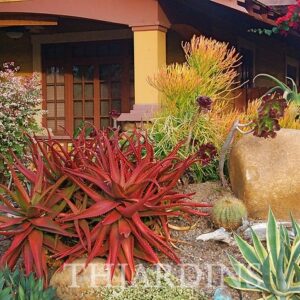 Aloe cameronii var. Vermelho - Aloe vermelha