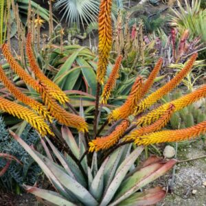 Aloe marlothii - Árvore Aloe, Aloe da Montanha