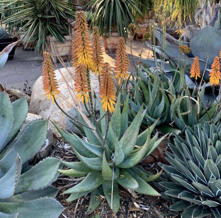 Aloe marlothii - Árvore Aloe, Aloe da Montanha - Imagem 2