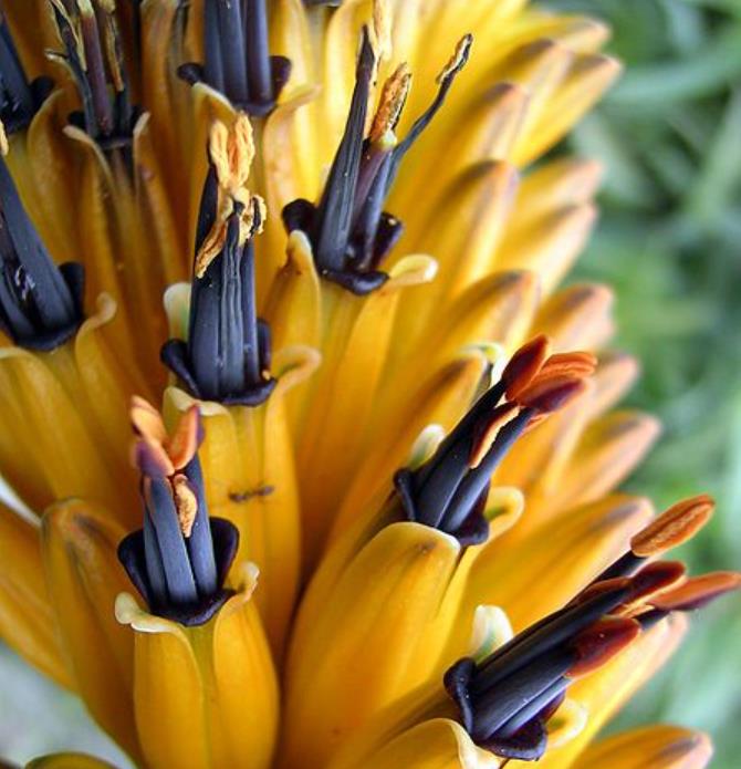 Aloe marlothii - Árvore Aloe, Aloe da Montanha - Imagem 3