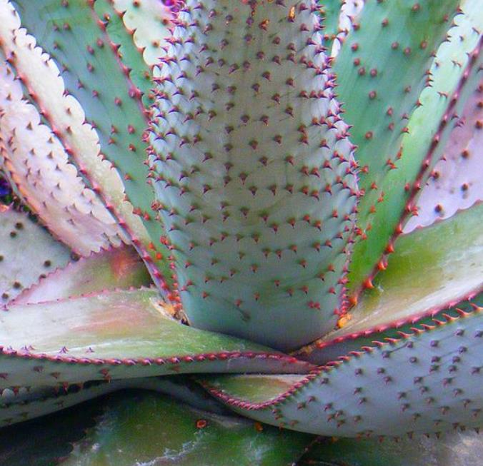 Aloe marlothii - Árvore Aloe, Aloe da Montanha - Imagem 4