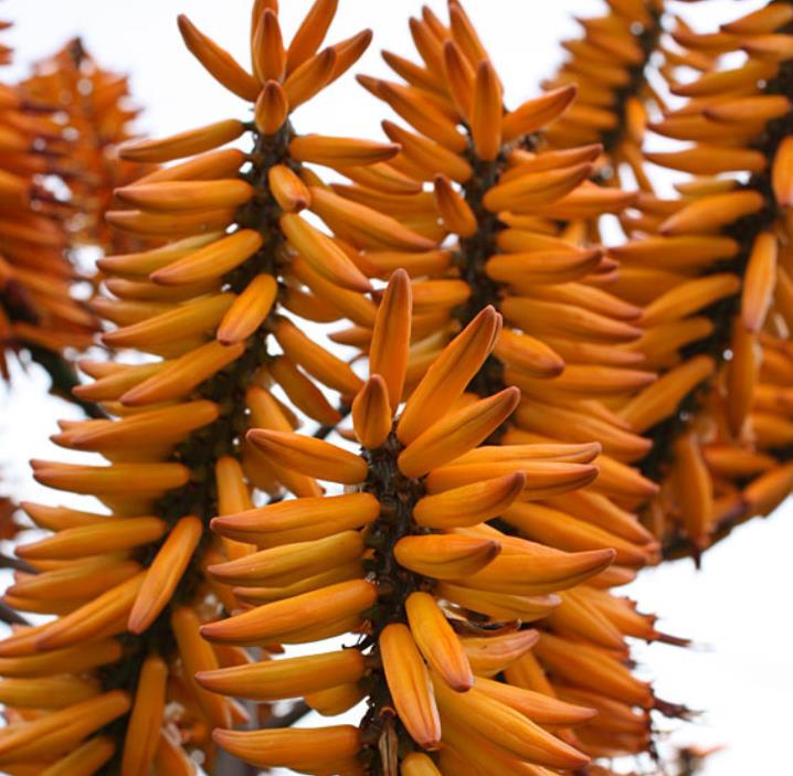 Aloe marlothii - Árvore Aloe, Aloe da Montanha - Imagem 5