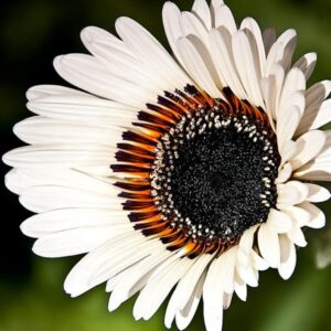 Arctotis fastuosa Alba Zulu Prince (Venidium fastuosum Alba) - Margarida Príncipe Zulu, Margarida Africana dos Olhos Negros, Monarca do Veldt,