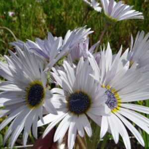 Arctotis grandis - Margarida Africana de Olhos Azuis, Blue Eyed Daisy, Margarida Africana Grandis