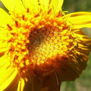 Arnica montana - Arnica verdadeira, Arnica da montanha