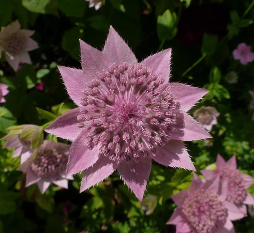 Astrantia maxima (Astrantia heterophylla, Astrantia speciosa) - Estrela Maior, Grande Obra-Prima, Masterwort - Imagem 3