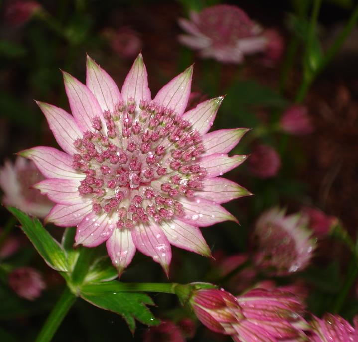 Astrantia maxima (Astrantia heterophylla, Astrantia speciosa) - Estrela Maior, Grande Obra-Prima, Masterwort - Imagem 4