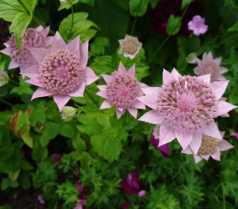 Astrantia maxima (Astrantia heterophylla, Astrantia speciosa) - Estrela Maior, Grande Obra-Prima, Masterwort - Imagem 6