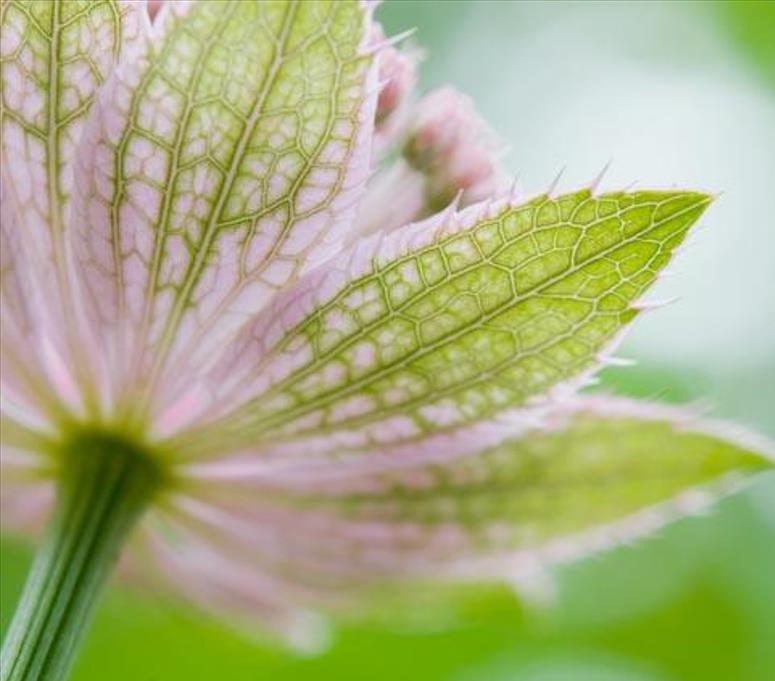 Astrantia maxima (Astrantia heterophylla, Astrantia speciosa) - Estrela Maior, Grande Obra-Prima, Masterwort - Imagem 8
