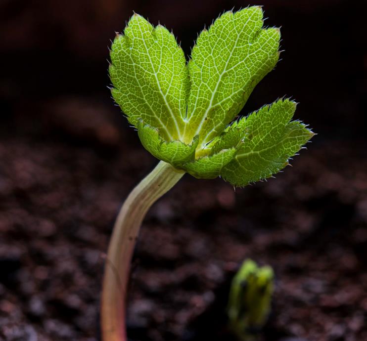 Astrantia maxima (Astrantia heterophylla, Astrantia speciosa) - Estrela Maior, Grande Obra-Prima, Masterwort - Imagem 11