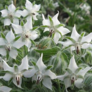 Borago Officinalis Alba - Borragem, Flor Da Alegria, Borage Floração Branco