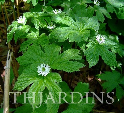 Hydrastis canadensis - Raiz dourada, Raiz de ouro, Goldenseal - Imagem 2
