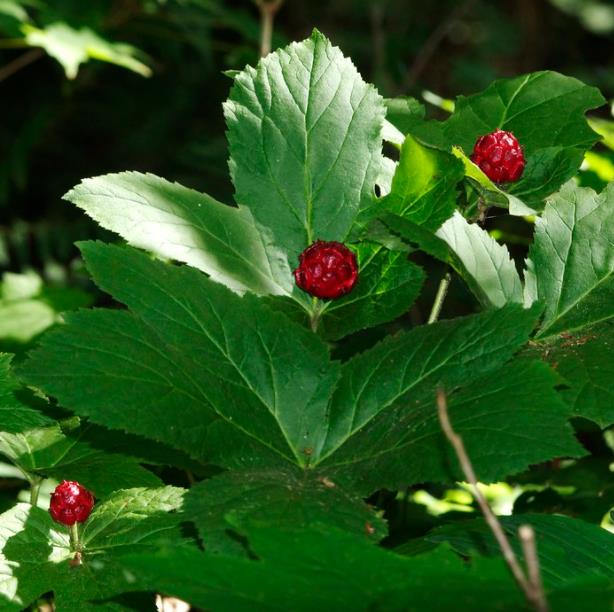Hydrastis canadensis - Raiz dourada, Raiz de ouro, Goldenseal - Imagem 4