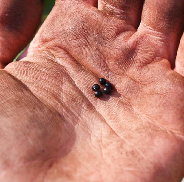 Hydrastis canadensis - Raiz dourada, Raiz de ouro, Goldenseal - Imagem 5