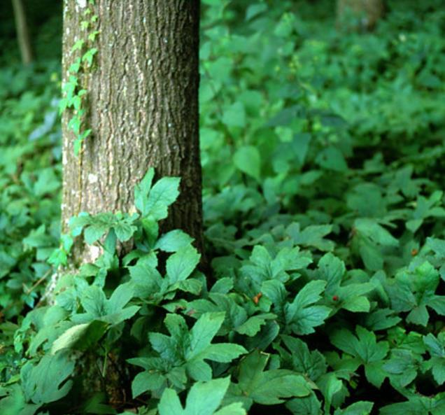 Hydrastis canadensis - Raiz dourada, Raiz de ouro, Goldenseal - Imagem 6
