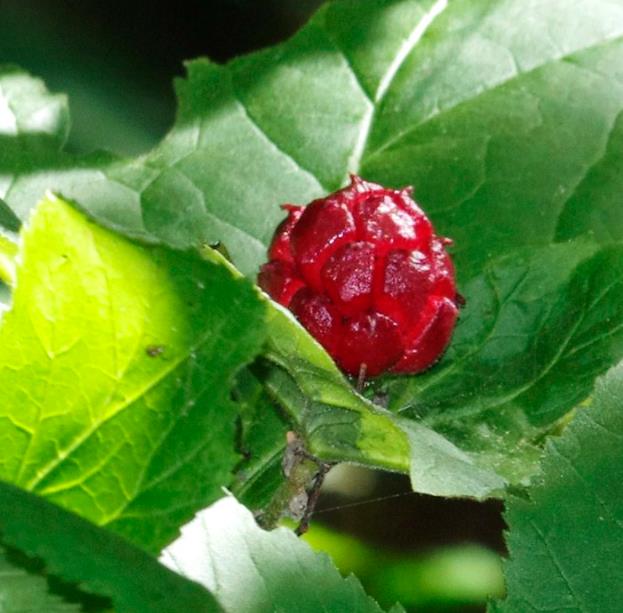 Hydrastis canadensis - Raiz dourada, Raiz de ouro, Goldenseal - Imagem 7