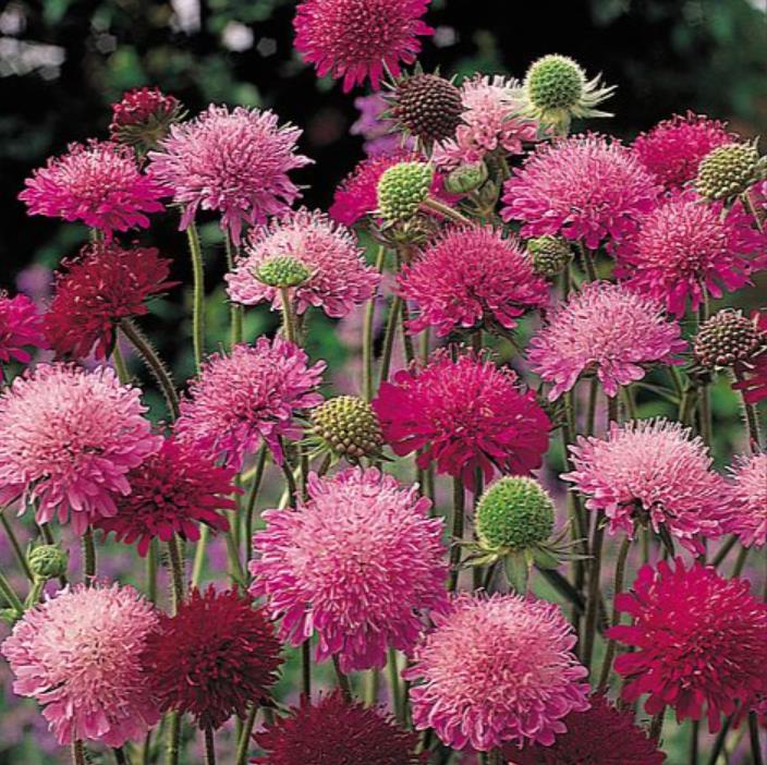 Knautia macedonica 'Melton Pastels' - Escabiosa Macedônia, Escabiosa do Campo, Flor Alfineteira - Imagem 2