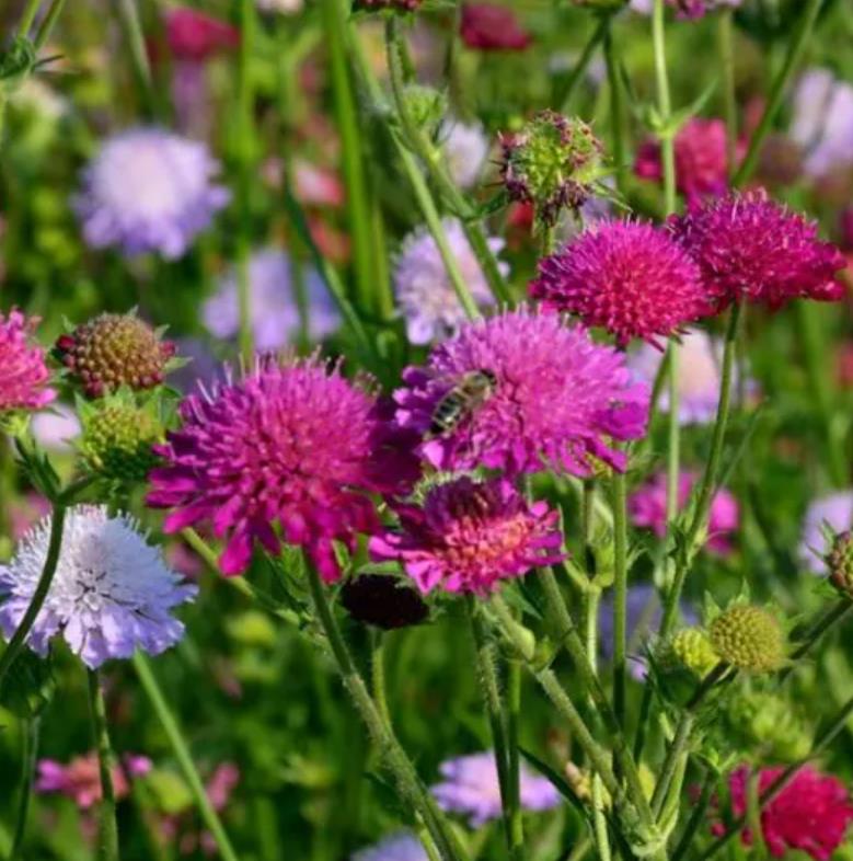 Knautia macedonica 'Melton Pastels' - Escabiosa Macedônia, Escabiosa do Campo, Flor Alfineteira - Imagem 3