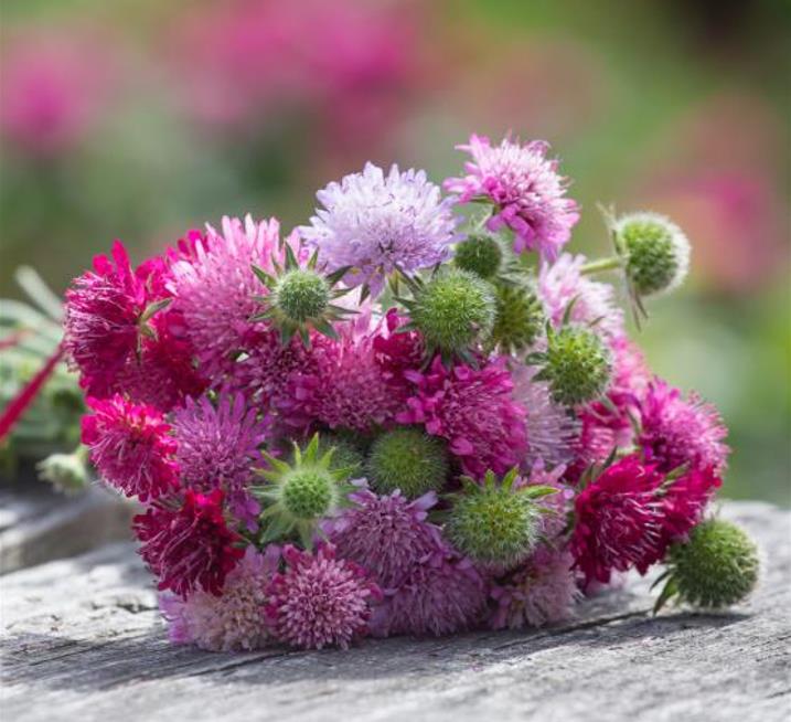 Knautia macedonica 'Melton Pastels' - Escabiosa Macedônia, Escabiosa do Campo, Flor Alfineteira - Imagem 4