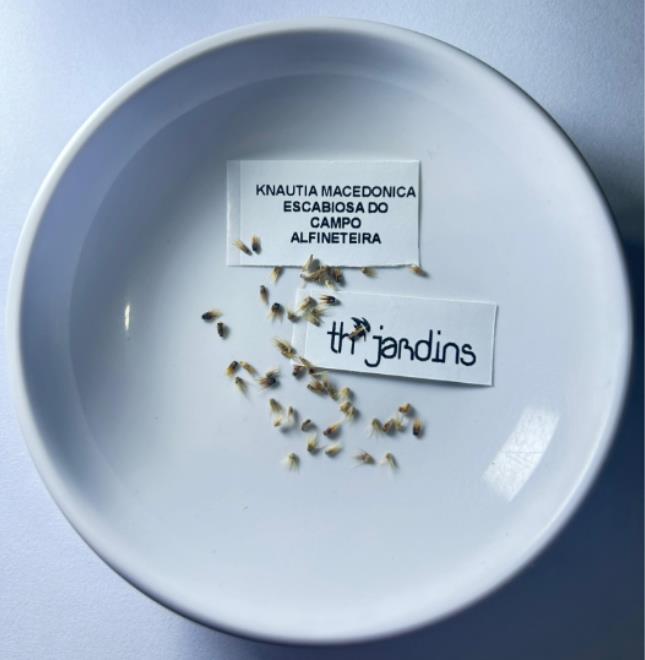 Knautia macedonica 'Melton Pastels' - Escabiosa Macedônia, Escabiosa do Campo, Flor Alfineteira - Imagem 5