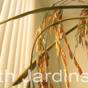 Oryza sativa Blue bonnet - Arroz Blue bonnet, Arroz de Belize, Arroz Armênio