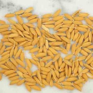 Oryza sativa Carolina gold - Arroz Carolina Gold, Arroz de ouro da Carolina, Sementes de ouro, Grãos de ouro