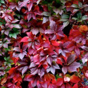 Parthenocissus quinquefolia - Trepadeira da Virginia, Hera Americana, Virginia Creeper, Videira Virgem