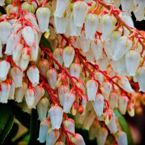 Pieris japonica - Lirio do Vale Japonês, Andrômeda Japonês, Arbusto de Pérolas